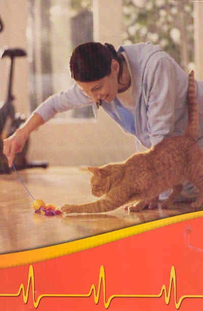 Orange Tabby